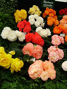 https://en.wikipedia.org/wiki/Begonia#/media/File:Begonia_display.jpg