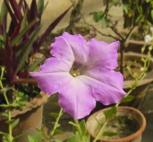 https://en.wikipedia.org/wiki/Petunia#/media/File:Petunia_axillaris-Purple_Petunia.JPG